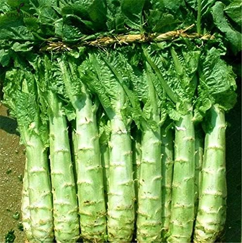 Semillas Vegetales Espárragos Hojas de Lechuga Heirloom para Ensaladas – 1000 Semillas