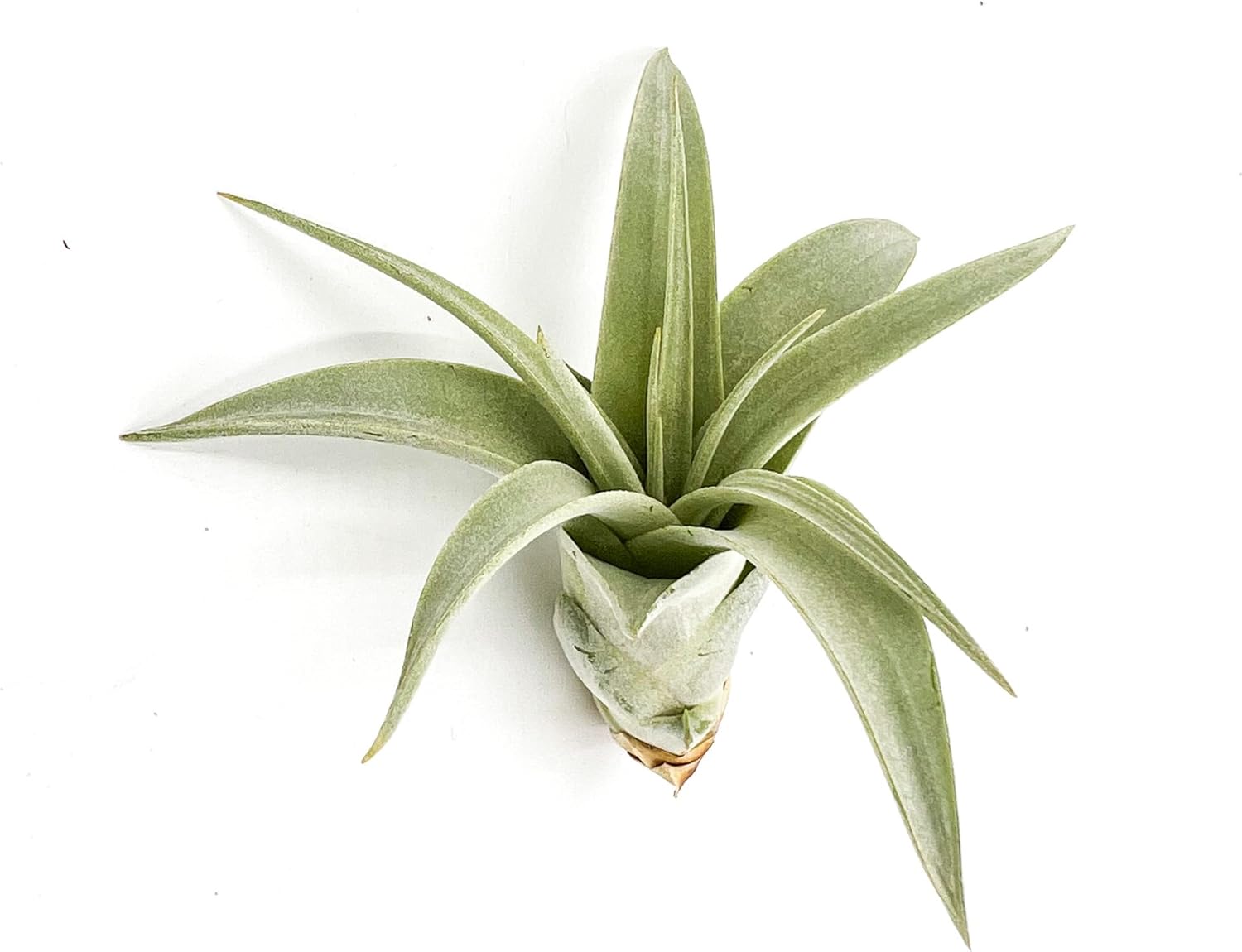 Planta de aire vivo  Tillandsia Xerographica Pup, regular 2-4 pulgadas  1 unidad  Ideal para regalos y regalos, plantas de interior vivas y plantas