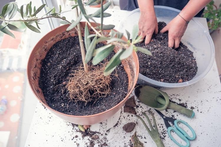 Gardenera Olive Tree – Mezcla para macetas de alta calidad, equilibrio óptimo de aire, humedad y nutrientes para árboles saludables, mezcla para
