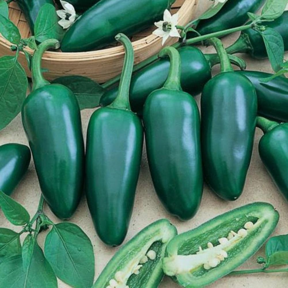 100 semillas orgánicas de pimiento jalapeño picante de origen temprano, sin OMG, semillas siempre frescas. Semillas de siembra para huerto doméstico