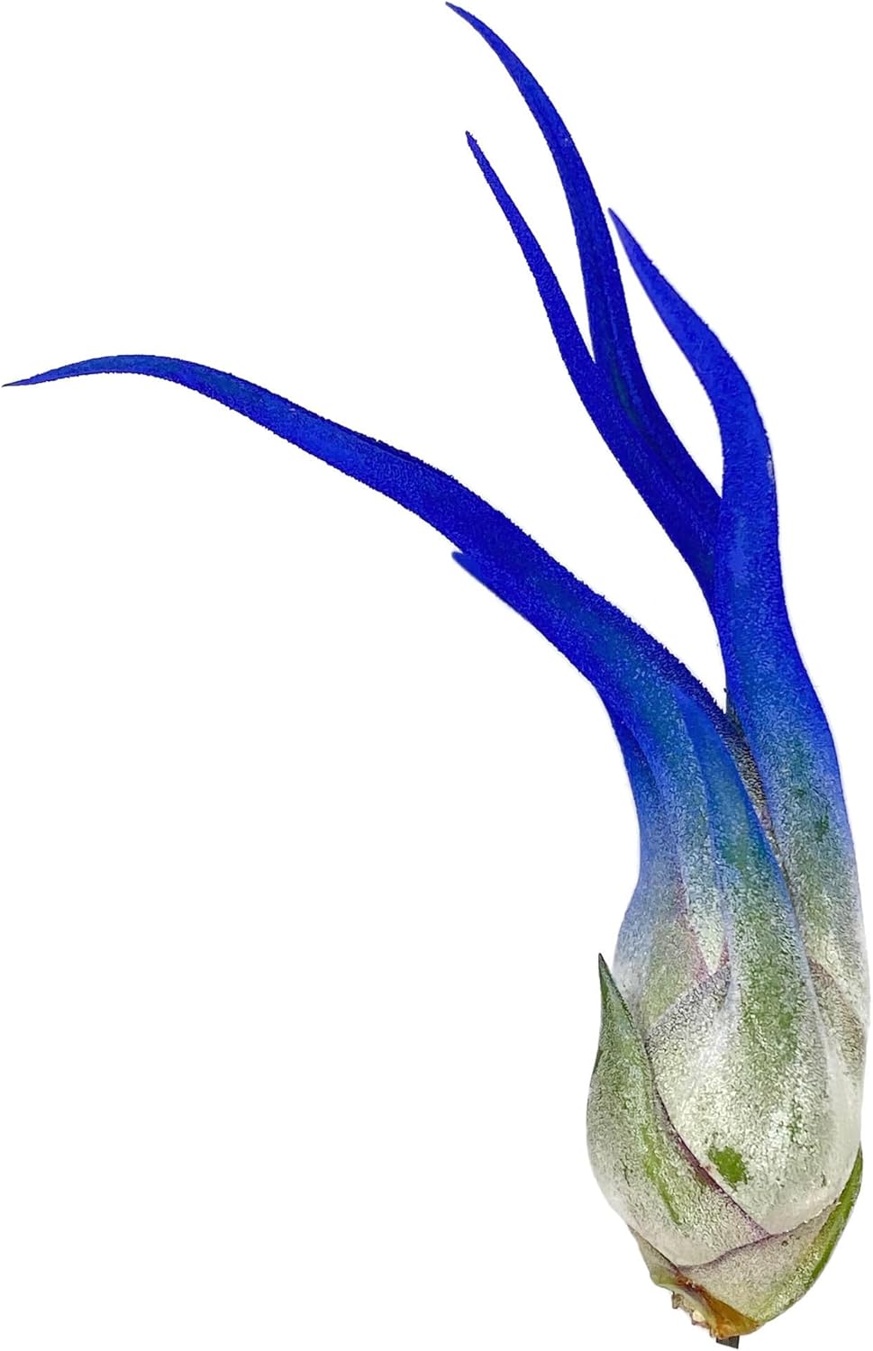 Caput Medusae de colores, planta de aire vivo, llegada saludable garantizada, gran planta de aire interior, decoración del hogar y regalo,