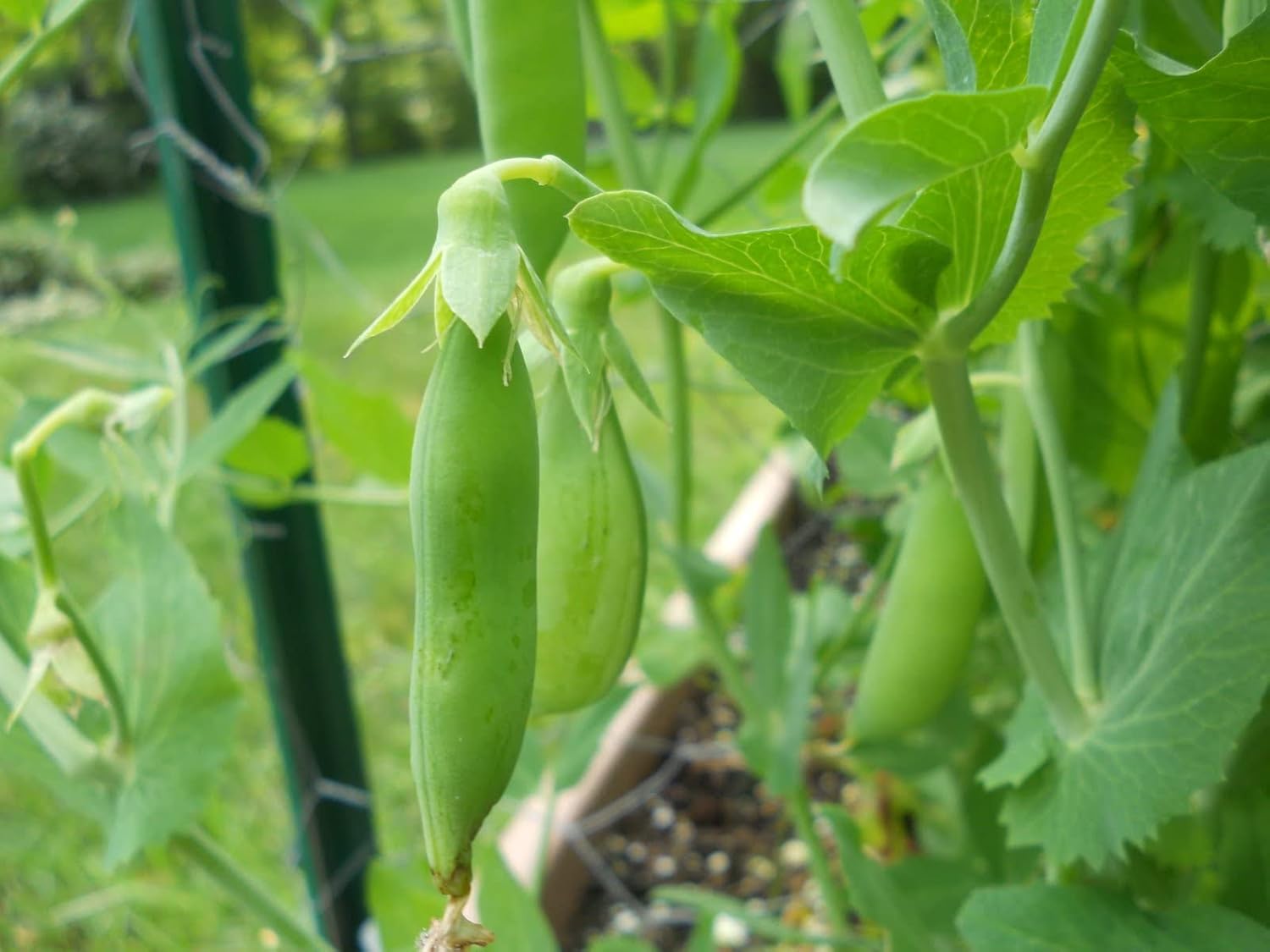 60 semillas de guisantes de azúcar para plantar reliquia sin OMG, más de 0.49 oz de supervivencia a granel de vegetales de jardín