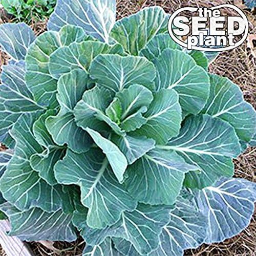 Georgia Southern Collard Green Seeds – 500 semillas sin OMG