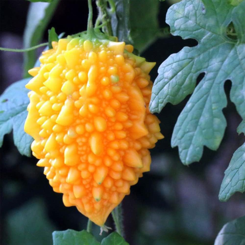 10 semillas Momordica Charantia de melón amargo vid fruta