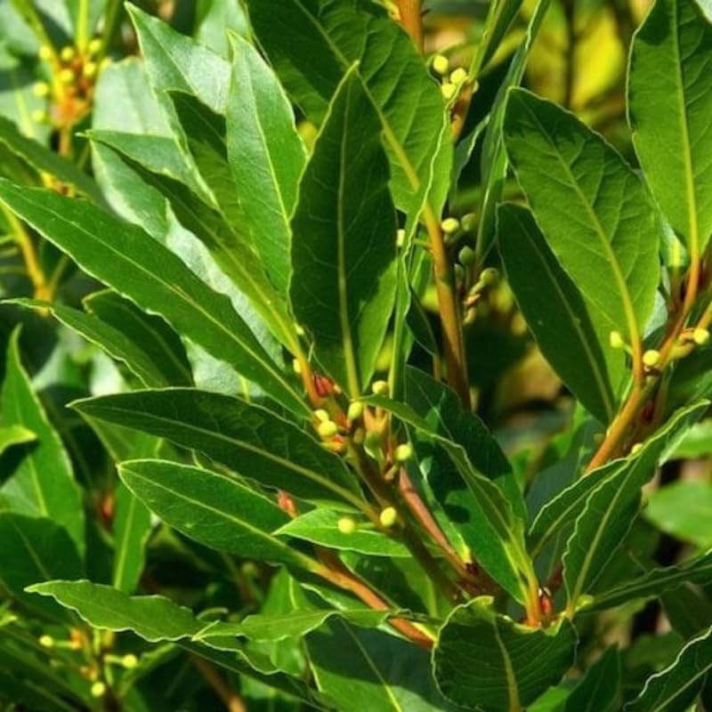 Laurus Nobilis – Árbol de hoja de laurel dulce, árbol de laurel dulce, árbol de laurel de laurel, 6-8 pulgadas de alto