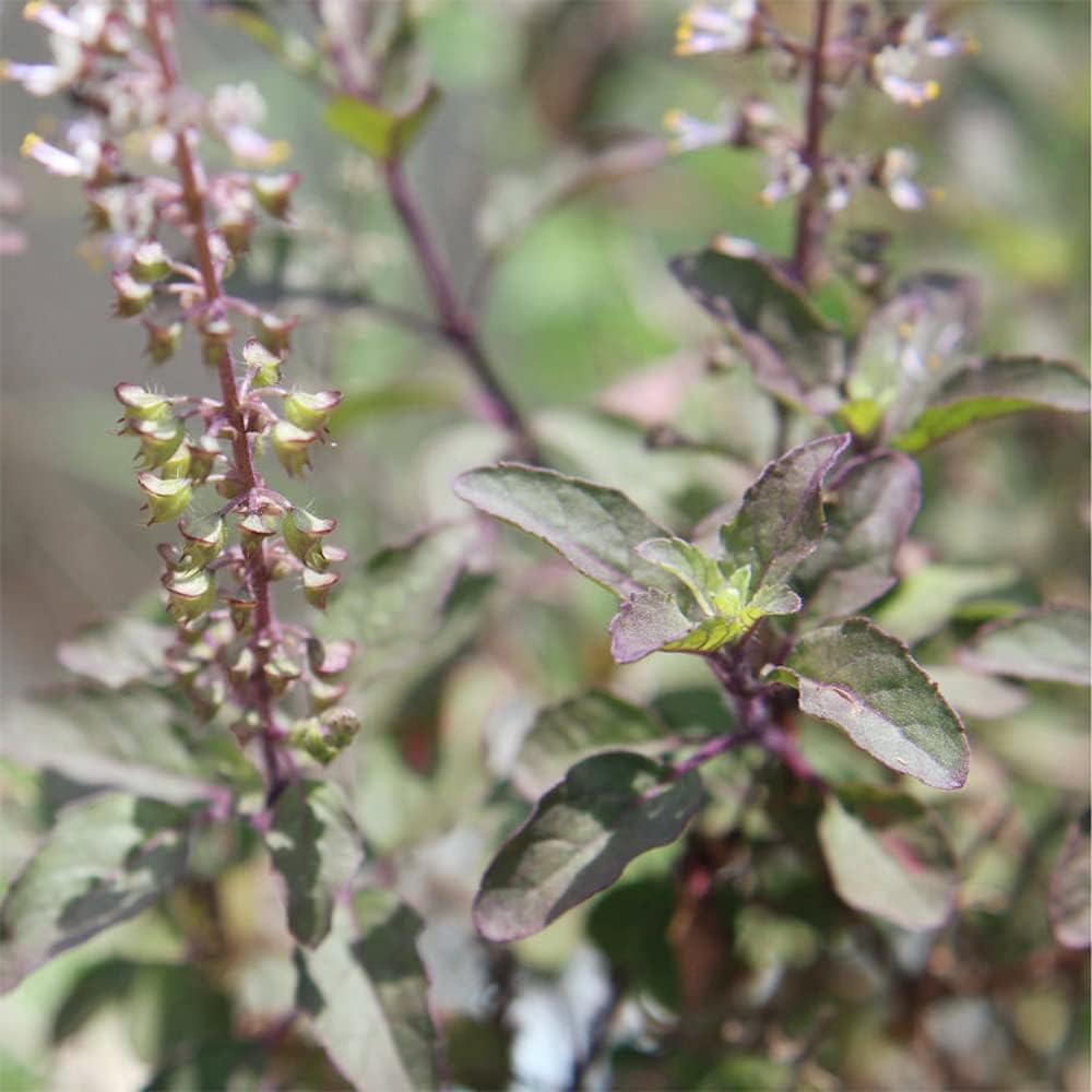 QAUZUY GARDEN 200 semillas de albahaca sagrada roja, Krishna Tulsi Tulasi, Ocimum Sanctum – Semillas de hierbas tradicionales sin OMG – Semillas