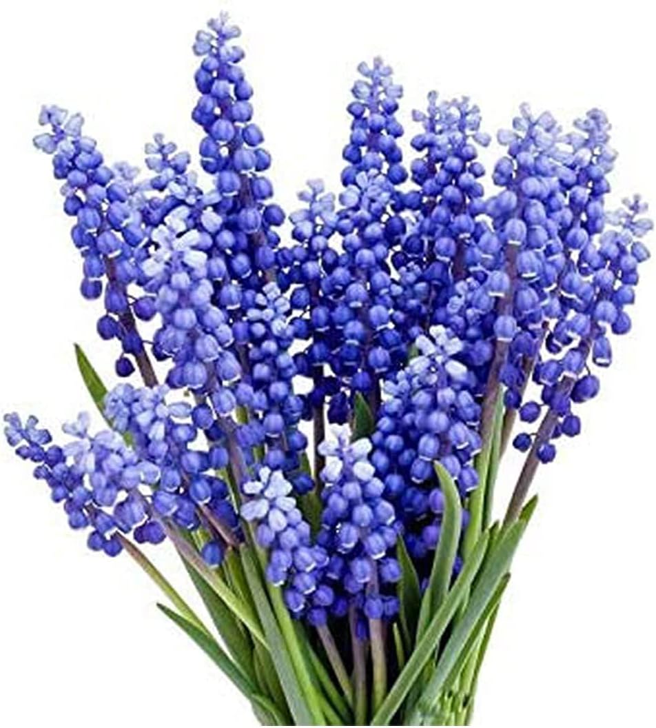 15 Jacinto de Uva – Muscari Armeniacum – Bombilla Tamaño 3.5-3.9 in – Floración Primavera