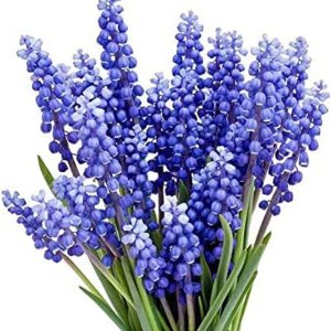 15 Jacinto de Uva – Muscari Armeniacum – Bombilla Tamaño 3.5-3.9 in – Floración Primavera 15 Jacinto de Uva – Muscari Armeniacum – Bombilla Tamaño 3.5-3.9 in – Floración Primavera