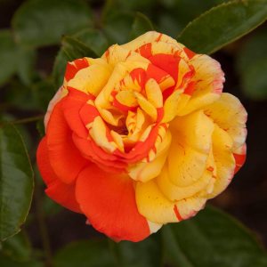 Heirloom Roses Rose Plant – Oranges ‘n’ Lemons Colorido Rosal, rosas arbustivas para plantar al aire libre Heirloom Roses Rose Plant – Oranges ‘n’ Lemons Colorido Rosal, rosas arbustivas para plantar al aire libre