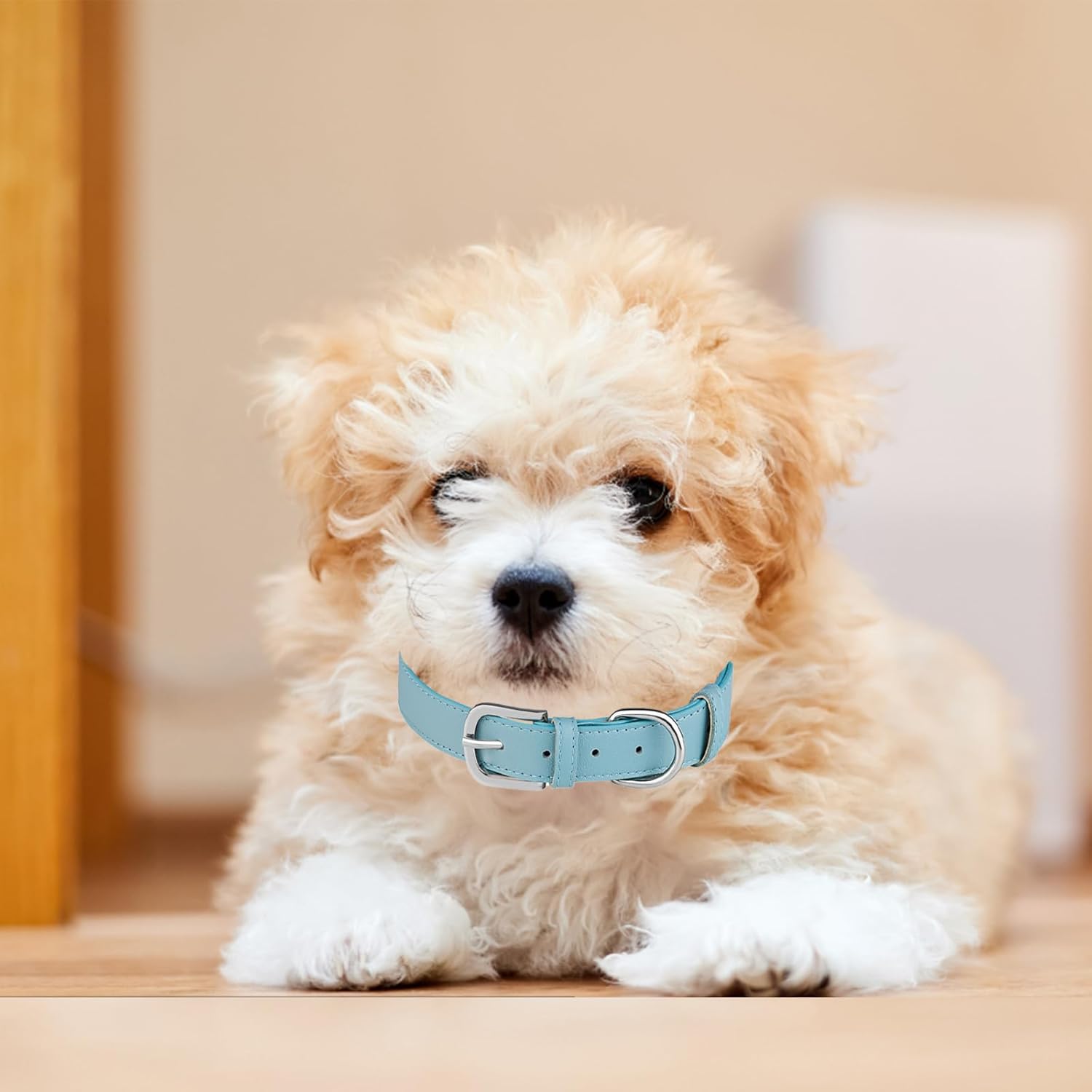 WimuPath Collar de cuero para perro pequeño, mediano y grande, ajustable, impermeable, con hebilla de aleación, resistente para cachorros y gatitos