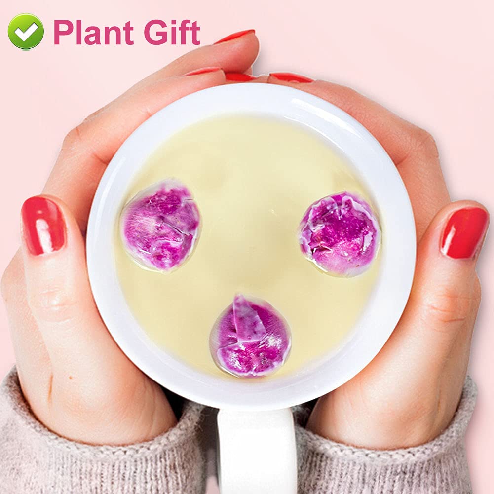 PlantGift – Bola de peonía fragante de 1.76 onzas, 1.76 onzas, Paeonia lactiflora, flores de peonía secas naturales para suministros de fabricación