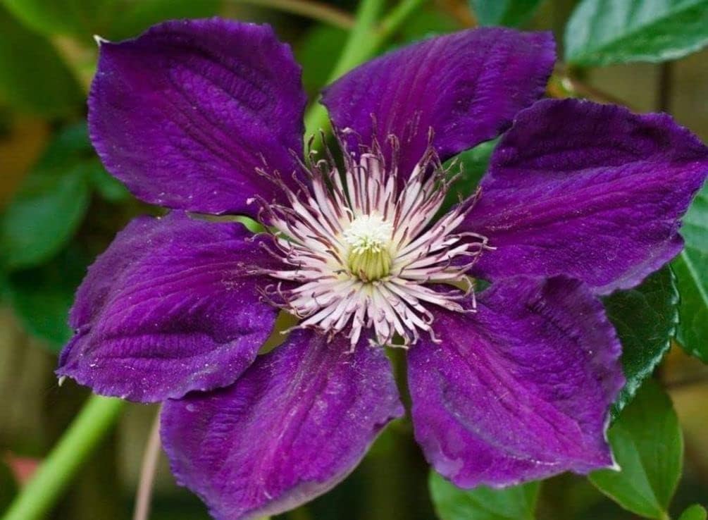Semillas de flores mixtas de Clematis Flor perenne de 20 semillas