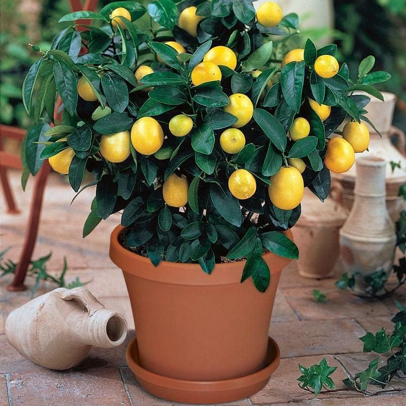 Mezcla de tierra de árbol de cítricos de Gardenera, la mezcla perfecta de fórmula de drenaje rápido, nutrientes esenciales para árboles de cítricos