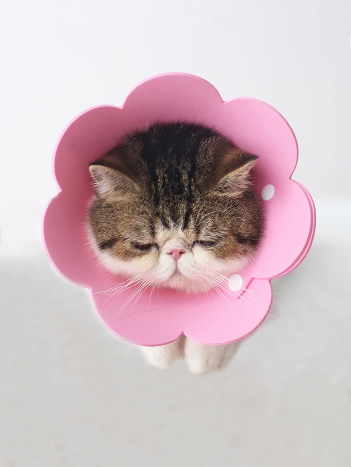 QWINEE Collar de cono de gato con forma de flor, ajustable, ligero, suave, collar de recuperación para cachorros, gatitos, perros pequeños, gatos