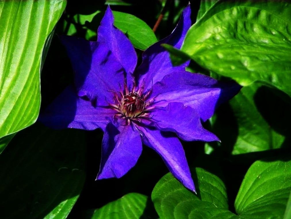 Semillas de flores mixtas Clematis Flor perenne 20 Semillas