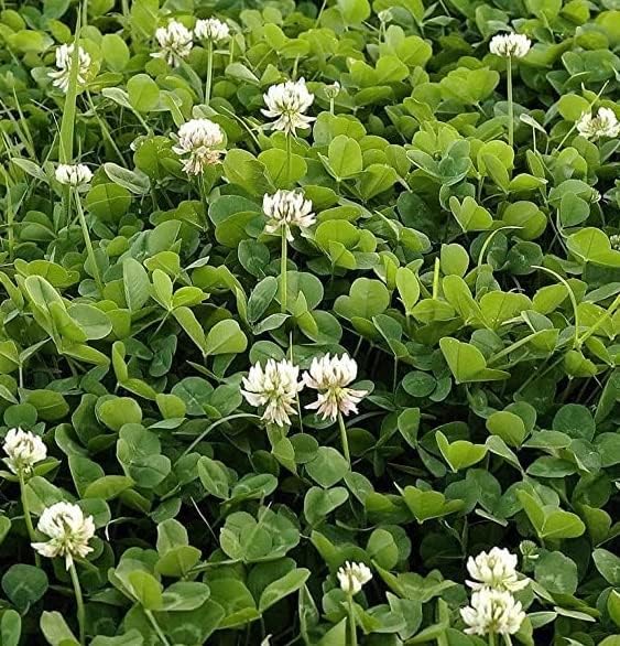 Semillas de parcela de alimentos para plantar cultiva alimentos para ciervos, pavos, alces, fesantes, codornices y otros animales silvestres (trébol