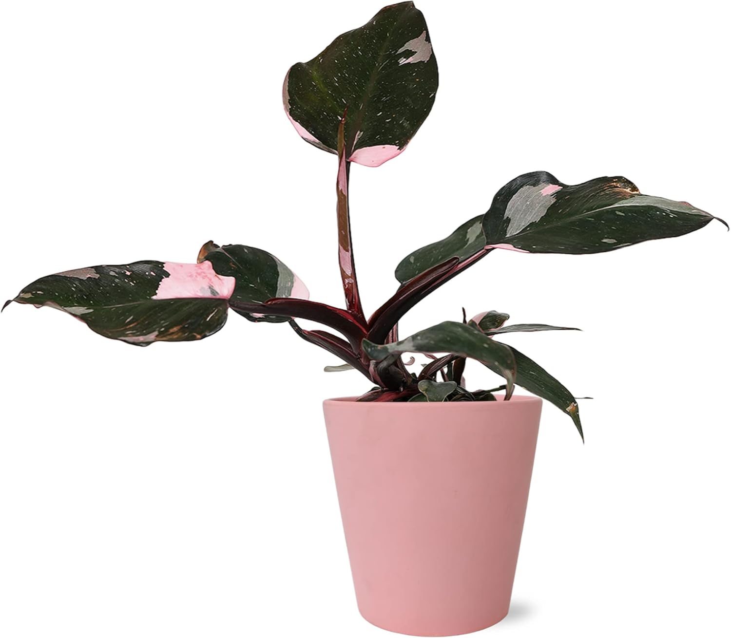 Wild Interiors – Filodendro rosa princesa en cerámica rosa mate, planta rara, planta de interior viva, hojas abigarradas, totalmente enraizadas,