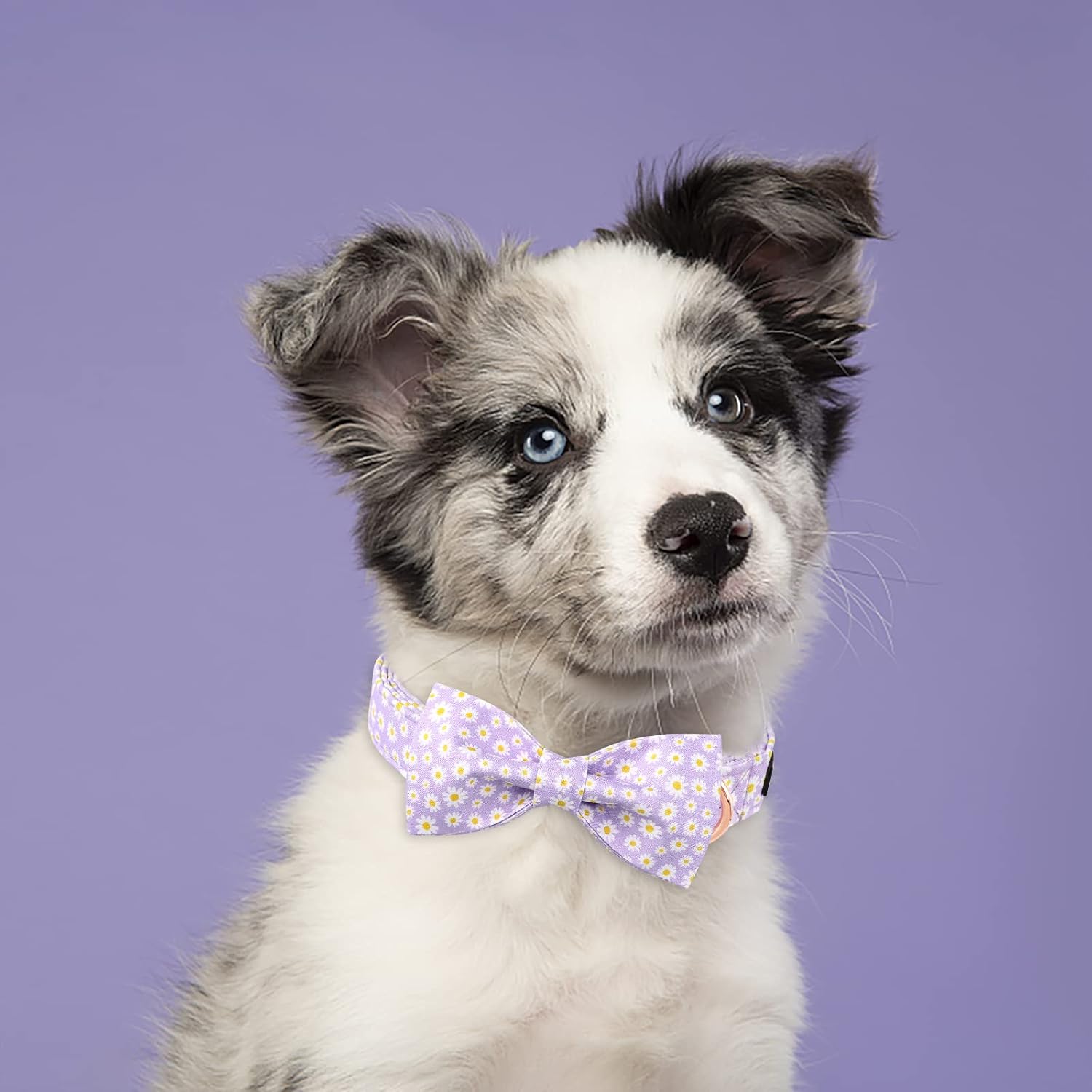 Lionet Paws Collar de primavera para perro con corbatín, suave, cómodo, ajustable, lindo collar de margarita para perros y gatos, regalo femenino,