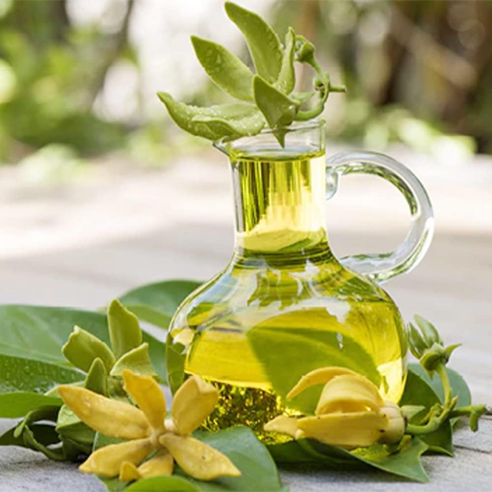 QAUZUY GARDEN 3 semillas de Ylang Ylang (Cananga odorata) Semillas de Perfume Árbol “Reina de los Perfumes” – Acento muy fragante y florece durante