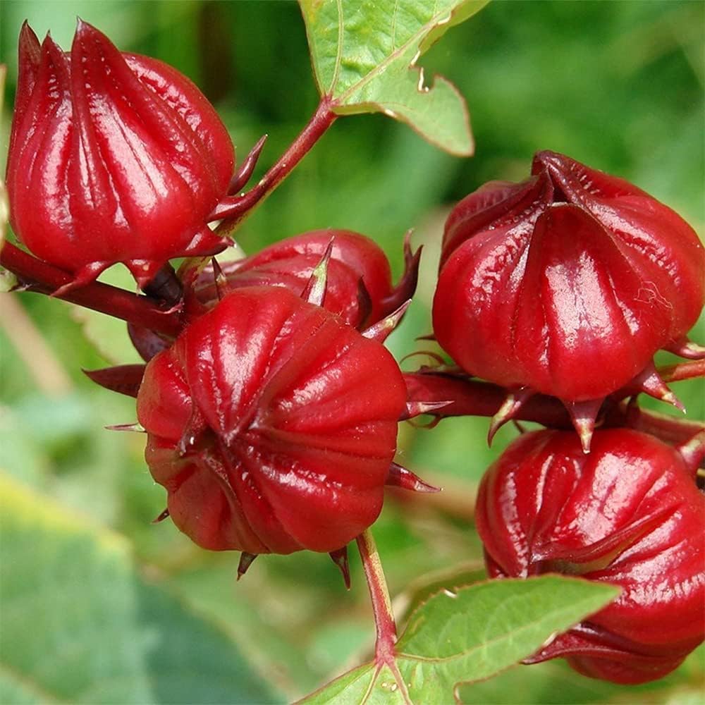 QAUZUY GARDEN 50 semillas de acedera jamaicana Florida arándano indio roselle hibisco sabdariffa semillas de hibisco sabdariffa planta nutritiva sin