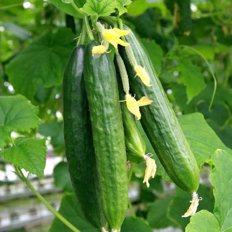 Semillas de pepino persa – Paquete de más de 90 unidades – para pepinos libaneses de Oriente Medio 2024 Beit Alpha F1 Hybrid Burpless Kirby