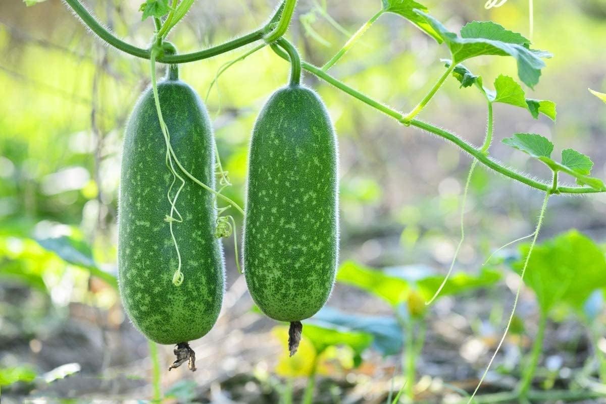 Fuzzy Star – Semillas de melón difusas – Paquete de 20 unidades – para 2024 semillas de verduras de ceniza de invierno Chi Qua Mo Gwa