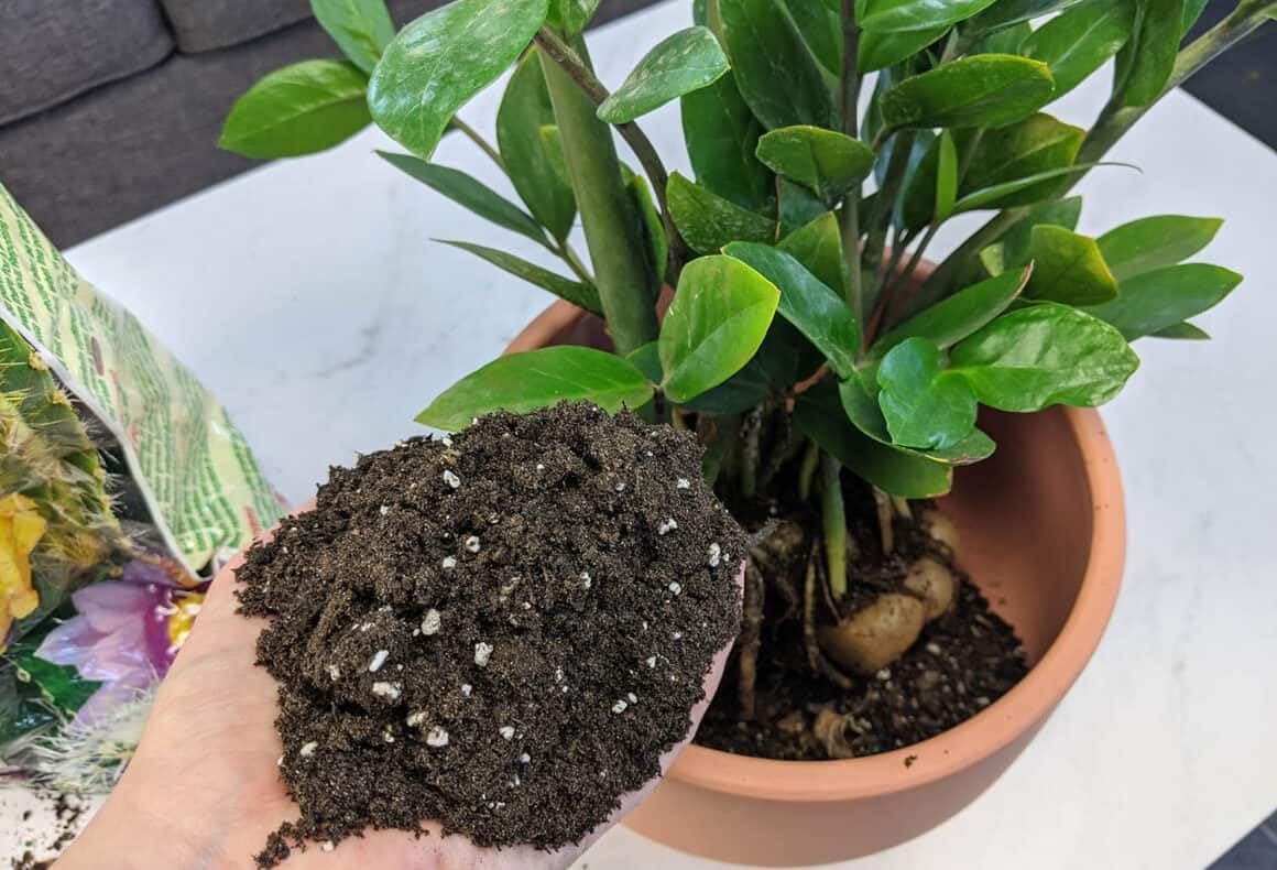 Eleva tus plantas ZZ con la mezcla orgánica de tierra de Gardenera – Cultiva más saludable y más elegancia – 1 cuarto de galón