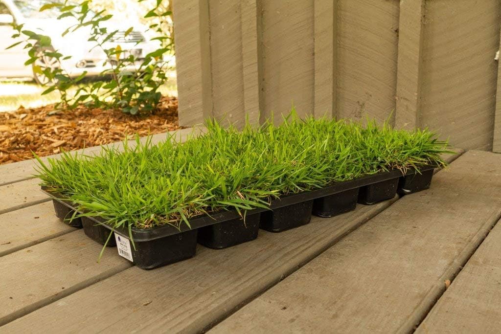 Zoysia Tapones de césped  54 tapones grandes de 3 x 3 pulgadas  hierba de césped tolerante a la sequía, la sal y la sombra