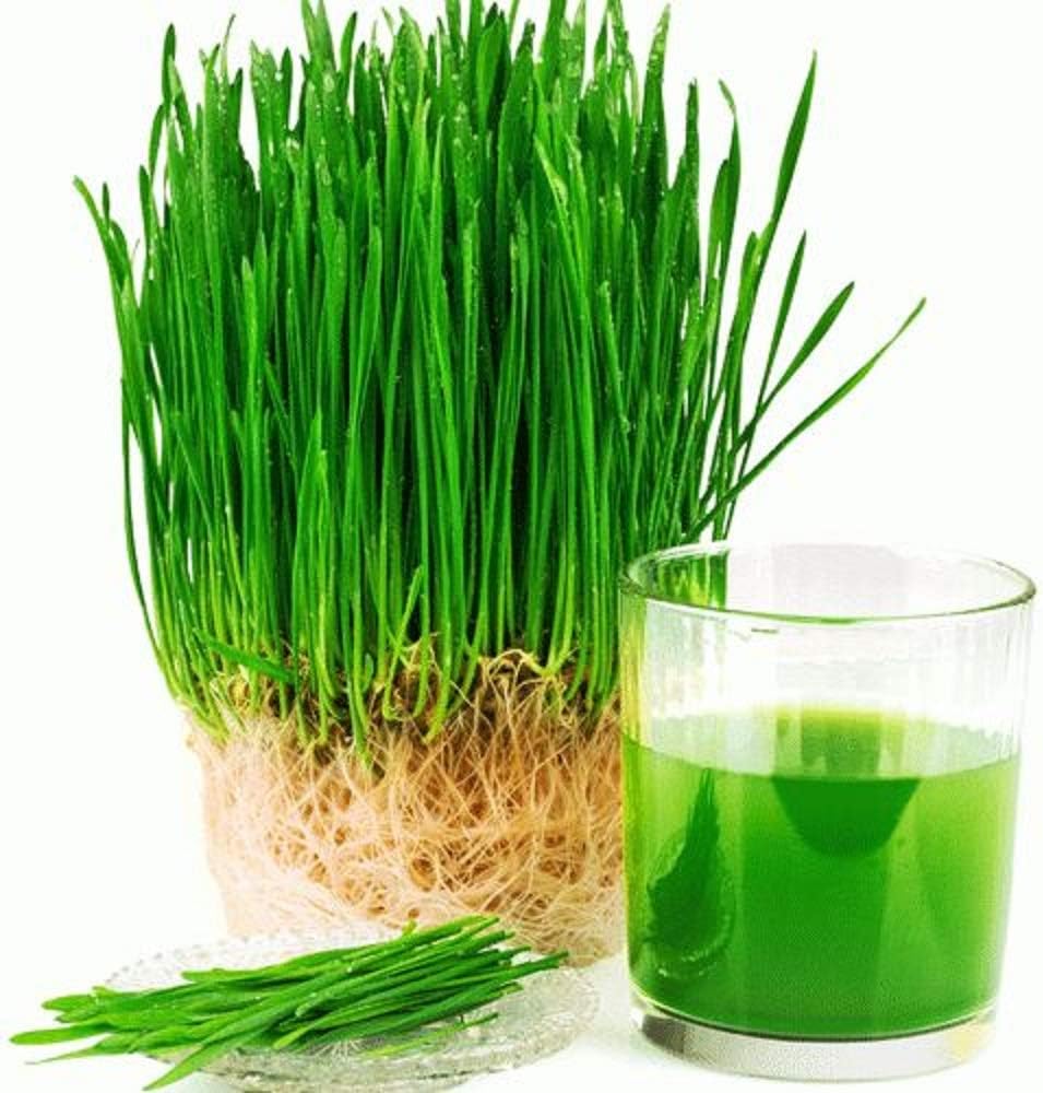 Semillas de pasto de trigo para brotar microverdes, 4 onzas, una rica fuente de vitaminas y minerales y nutrientes que promueven la salud. Marca