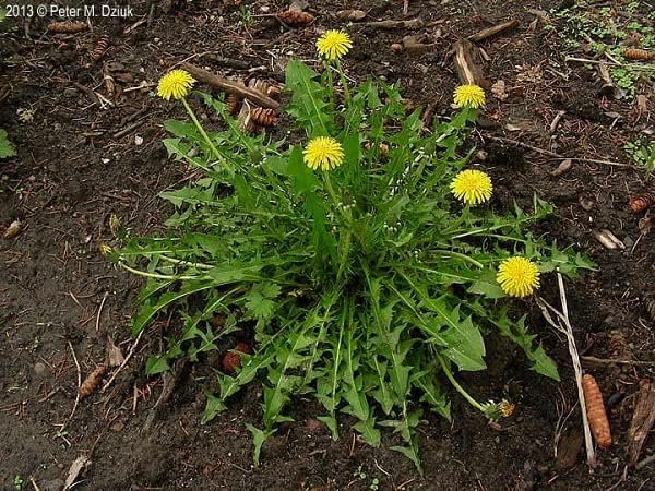 bodi  Dandelion Leaf 101 Extracto en polvo  4oz a 5lb  100% puro natural libre de químicos (4 oz)