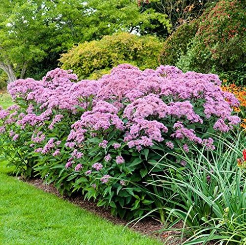 Spotted Joe Pye Weed 100 Semillas Dulce Eutrochium maculatum