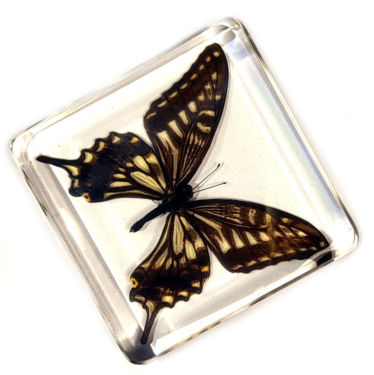Mariposa de cola de golondrina real de 2.953 in en resina de lucita cristalina, colección de manualidades de taxidermia preservada para biología,