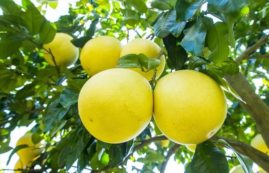 Mezcla de tierra de pomelo prémium de Gardenera, tierra de drenaje rápido para macetas para cultivar y trasplantar cítricos Maxima – 10 cuartos de