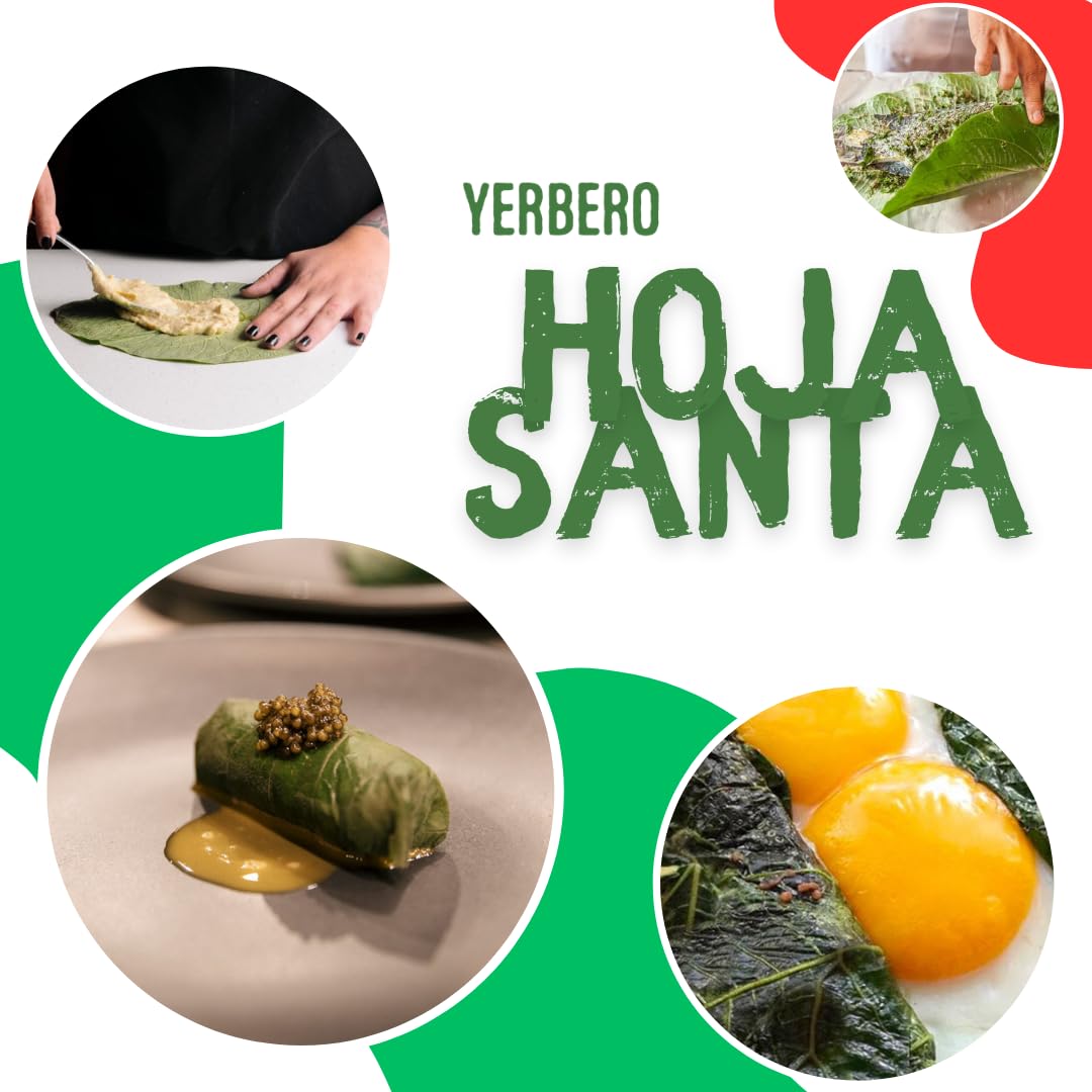 Yerbero – Hojas secas enteras de Santa Hierba 1.05 oz (30g) (25+ hojas por bolsa)  Hoja De Hierba Santa Entera  100% natural  Hoja de pimienta