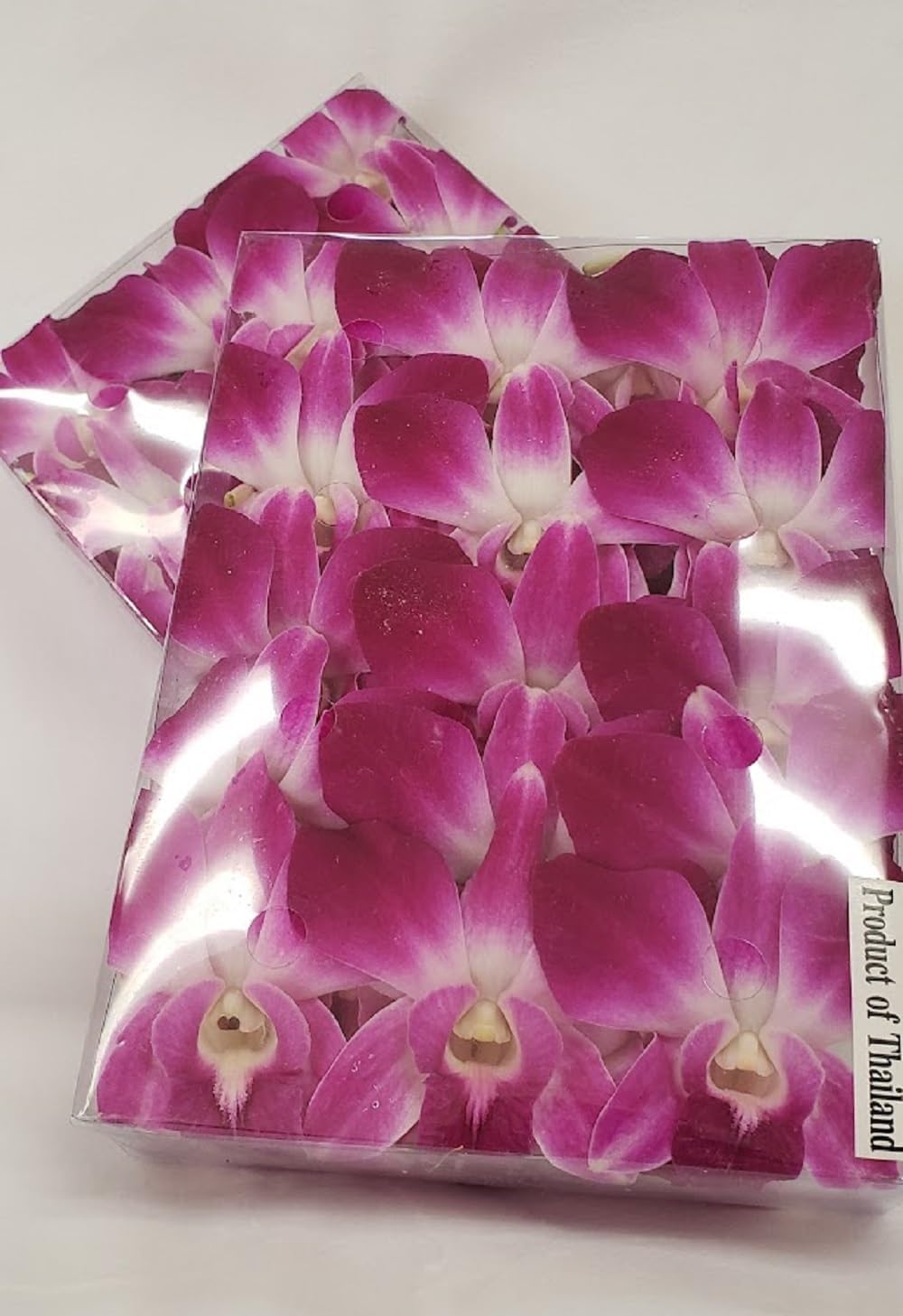 Orquídeas Dendrobium Moradas Frescas 100 ct. Flores Individuales.