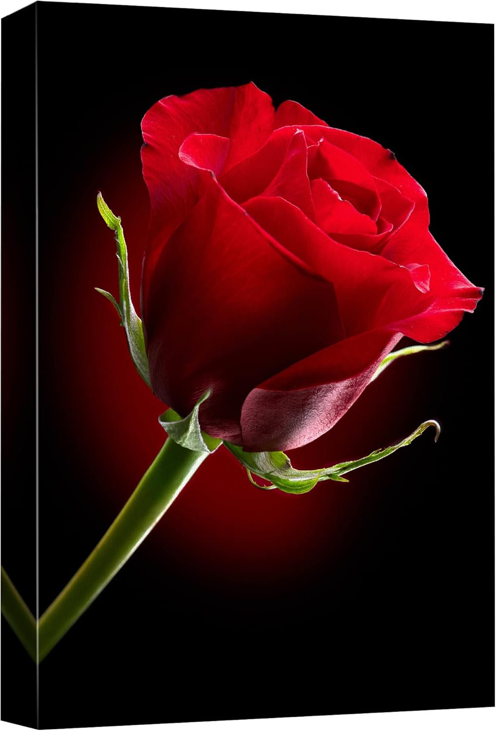 Impresiones en lienzo para pared, primer plano de rosa roja sobre fondo negro, decoración moderna de pareddecoración del hogar, lienzo estirado para