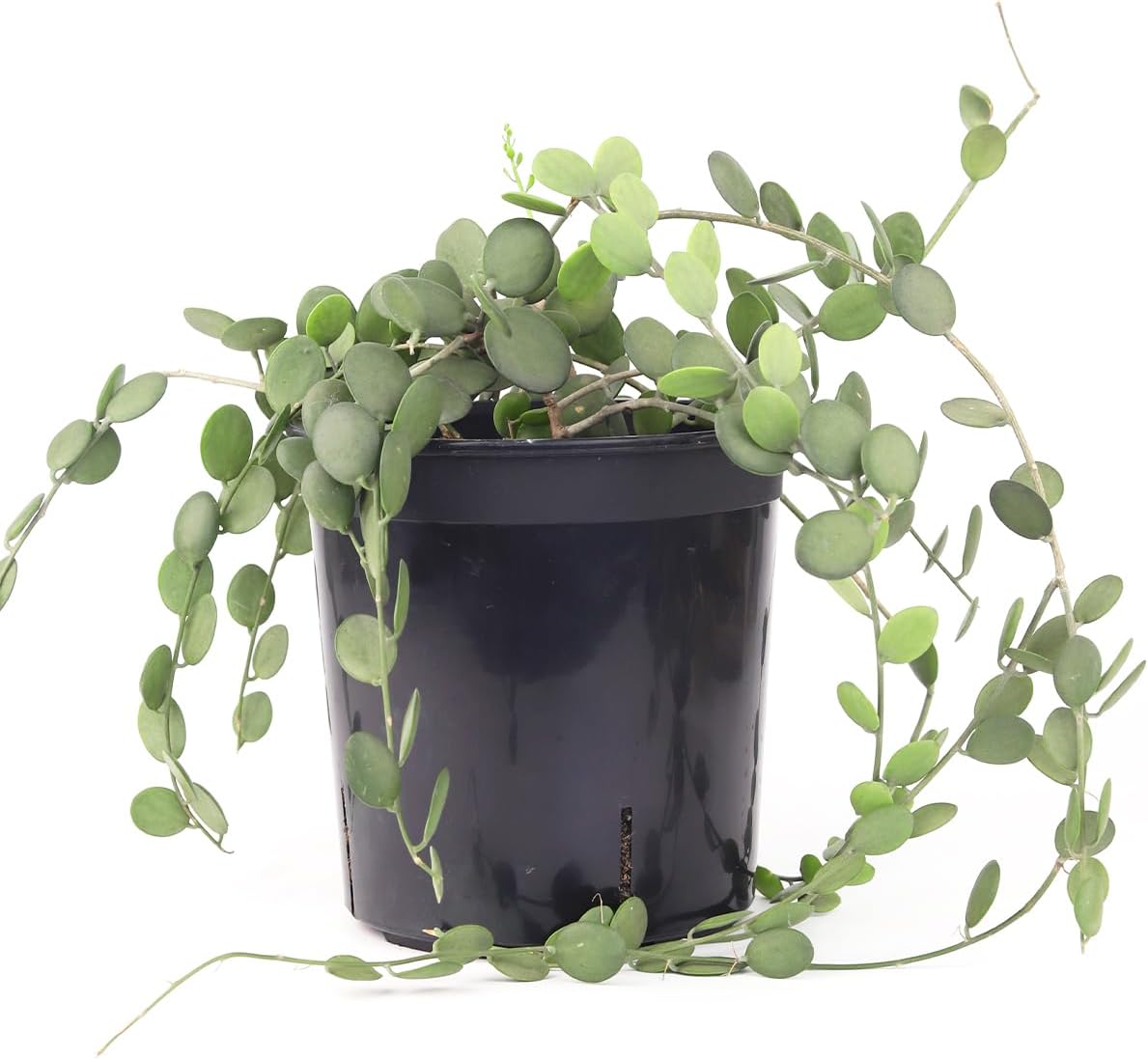 Rare Xerosicyos danguyi ‘Silver Dollar Vine’ (maceta de cultivo de 6 pulgadas)  Planta suculenta rara viva  Planta de interior  Planta de interior