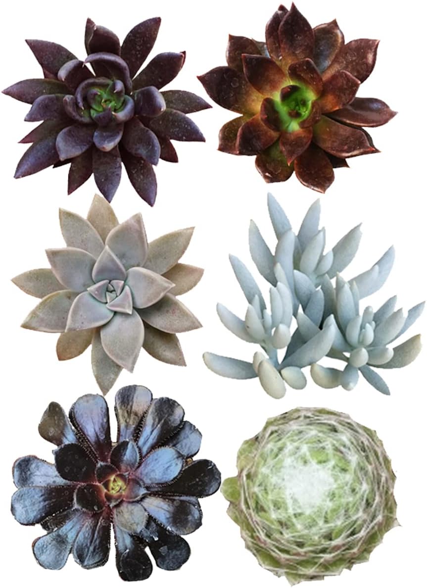 Paquete de suculentas espeluznantes de Halloween  Juego de 246810243648 plantas suculentas únicas (2 suculentas)