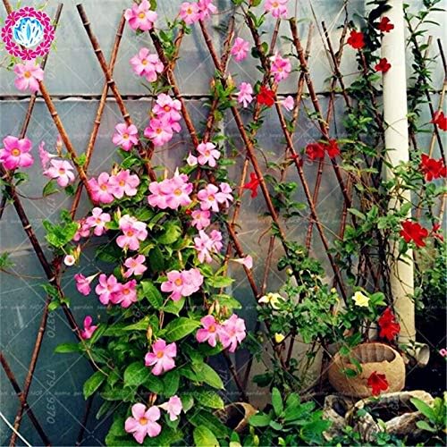 Semillas frescas de flores Mandevilla Sanderi para plantar rosa y blanco