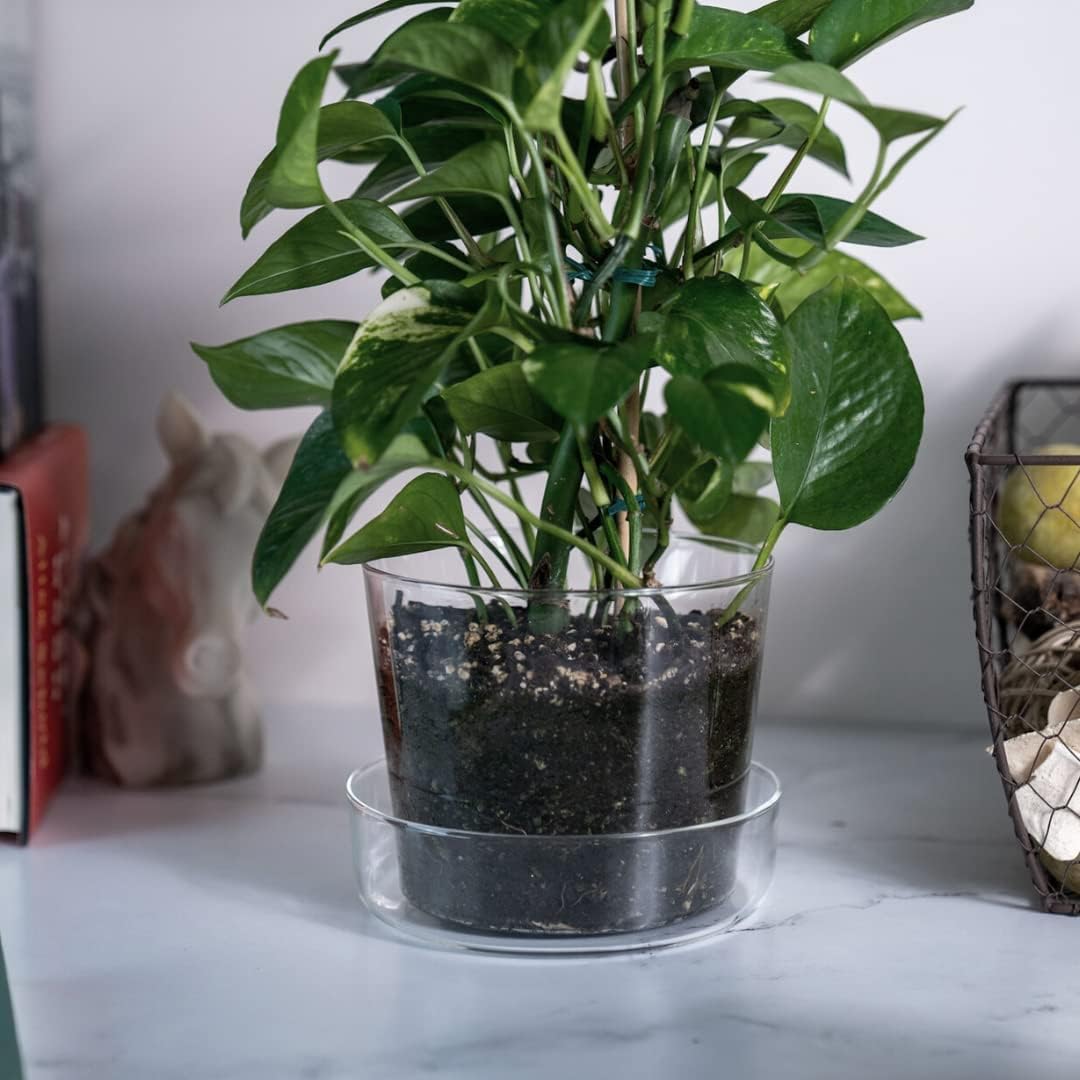 Maceta de cristal transparente con agujeros de drenaje y bandeja, decorativa y moderna para todas las plantas de casa (4 pulgadas)