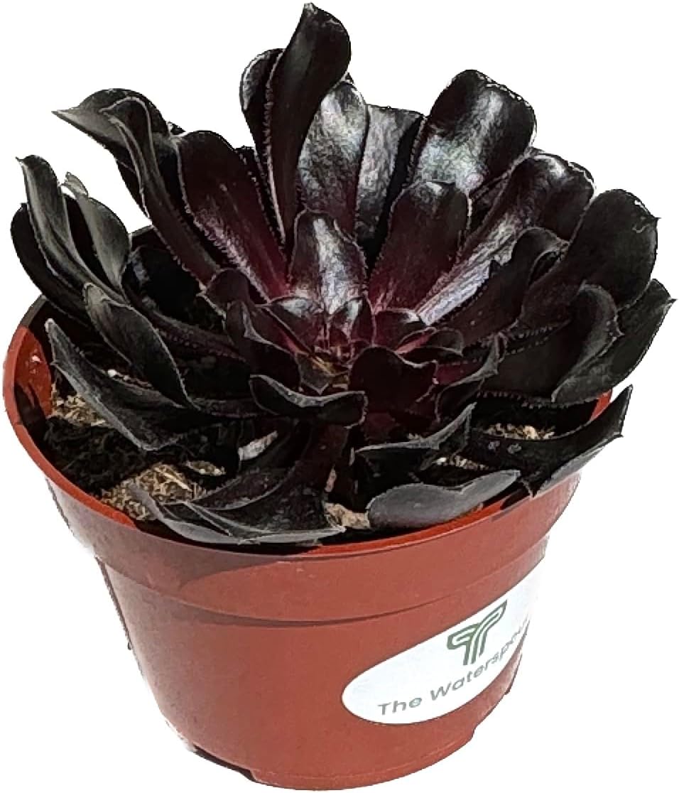 The Waterspout  Colecciones de Cactus y Suculentas de 4″ (Rosa Negra Aeonium Arboreum ‘Zwartkop’)