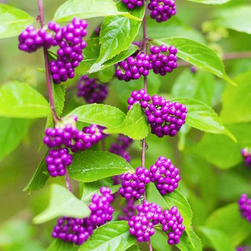 QAUZUY GARDEN 50 semillas de bayas de belleza americanas (Callicarpa Americana)  Arbusto de morera francesa nativa Beautyberry  Llamativa planta de