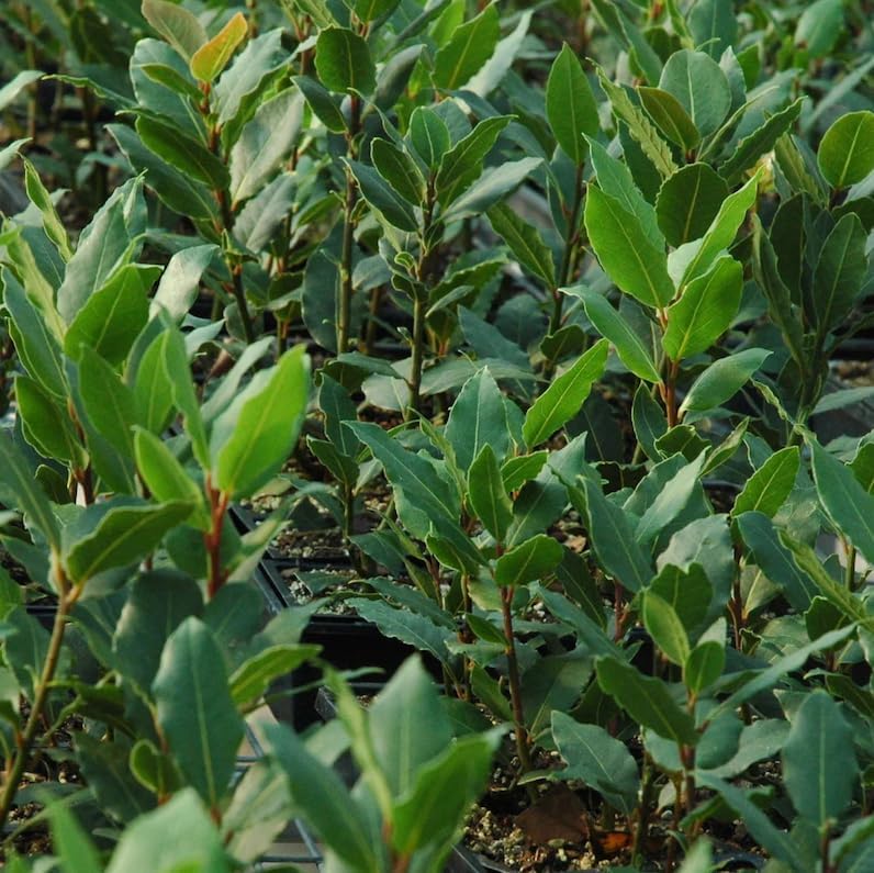 Laurus Nobilis – Árbol de hoja de laurel dulce, árbol de laurel dulce, árbol de laurel de laurel, 6-8 pulgadas de alto