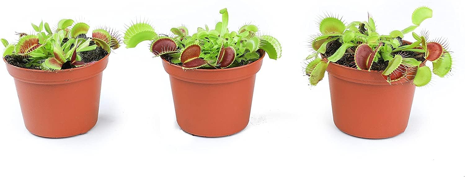 Altman Plants, Plantas vivas Venus atrapamoscas vivas (3PK), planta viva Venus trampa para moscas viva en suelo Venus trampa para moscas, plantas de