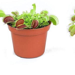 Altman Plants, Plantas vivas Venus atrapamoscas vivas (3PK), planta viva Venus trampa para moscas viva en suelo Venus trampa para moscas, plantas de Altman Plants, Plantas vivas Venus atrapamoscas vivas (3PK), planta viva Venus trampa para moscas viva en suelo Venus trampa para moscas, plantas de