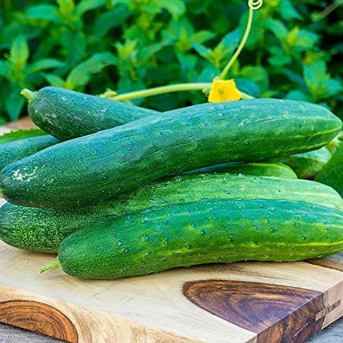 Garden Sweet – Semillas de pepino sin eructos para plantar, más de 50 semillas de reliquia por paquete, semillas de jardín de Isla (semillas de