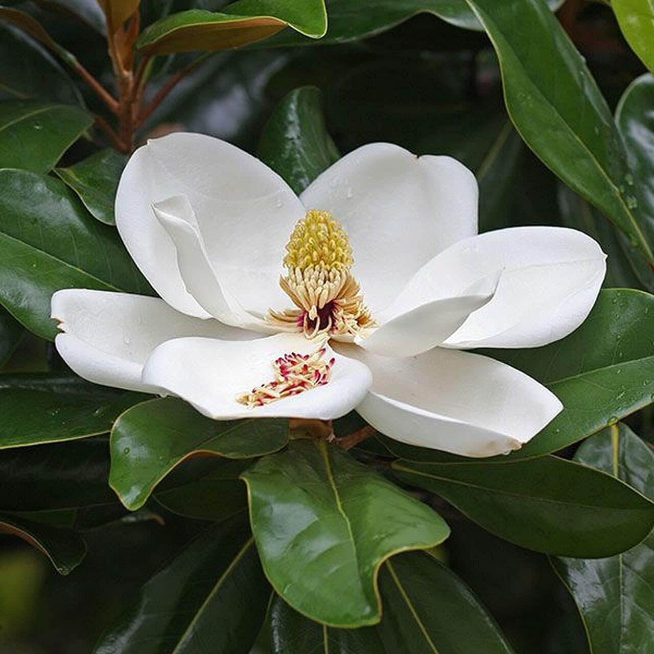 Southern Magnolia Grandiflora  10 árboles vivos  Hermosas flores fragantes de plantas de hoja perenne