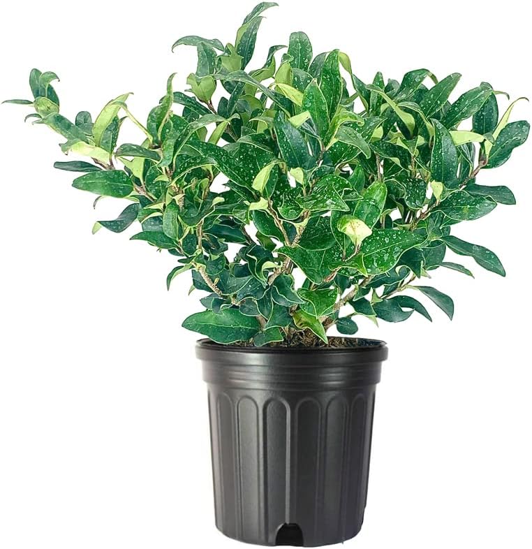 Privet de hoja rizada  Plantas de 2 galones grandes  Ligustrum Japonicum Recurvifolium  Seto de arbustos de privacidad con floración de hoja perenne