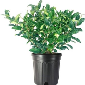 Privet de hoja rizada  Plantas de 2 galones grandes  Ligustrum Japonicum Recurvifolium  Seto de arbustos de privacidad con floración de hoja perenne Privet de hoja rizada  Plantas de 2 galones grandes  Ligustrum Japonicum Recurvifolium  Seto de arbustos de privacidad con floración de hoja perenne