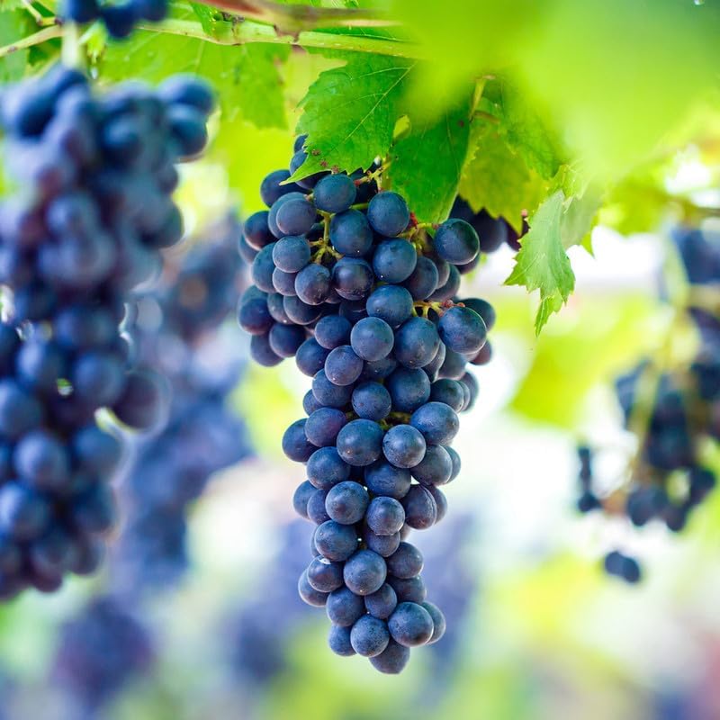 Concord – Planta viva de vid de uva de 1 a 2 años de edad, planta de uva Concord – Frutos de uva dulces vivos para cultivar, árbol frutal de uva sin